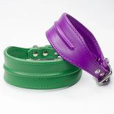 Line Dancer Stylish Whippet Dog Collar by Petiquette